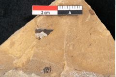 Foto (Detailansicht) von Plantae indet.  (NHMW-GEO-2024-0188-11501)